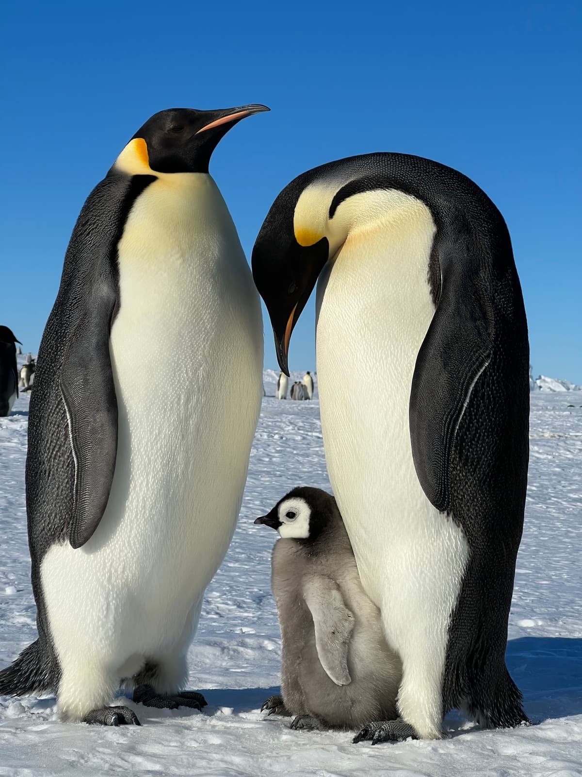 Emperor Penguins